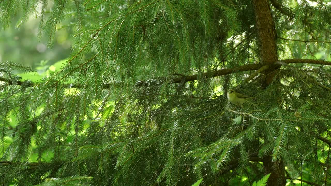 白俄罗斯普通糠(Phylloscopus collybita)对雏鸟的摄食