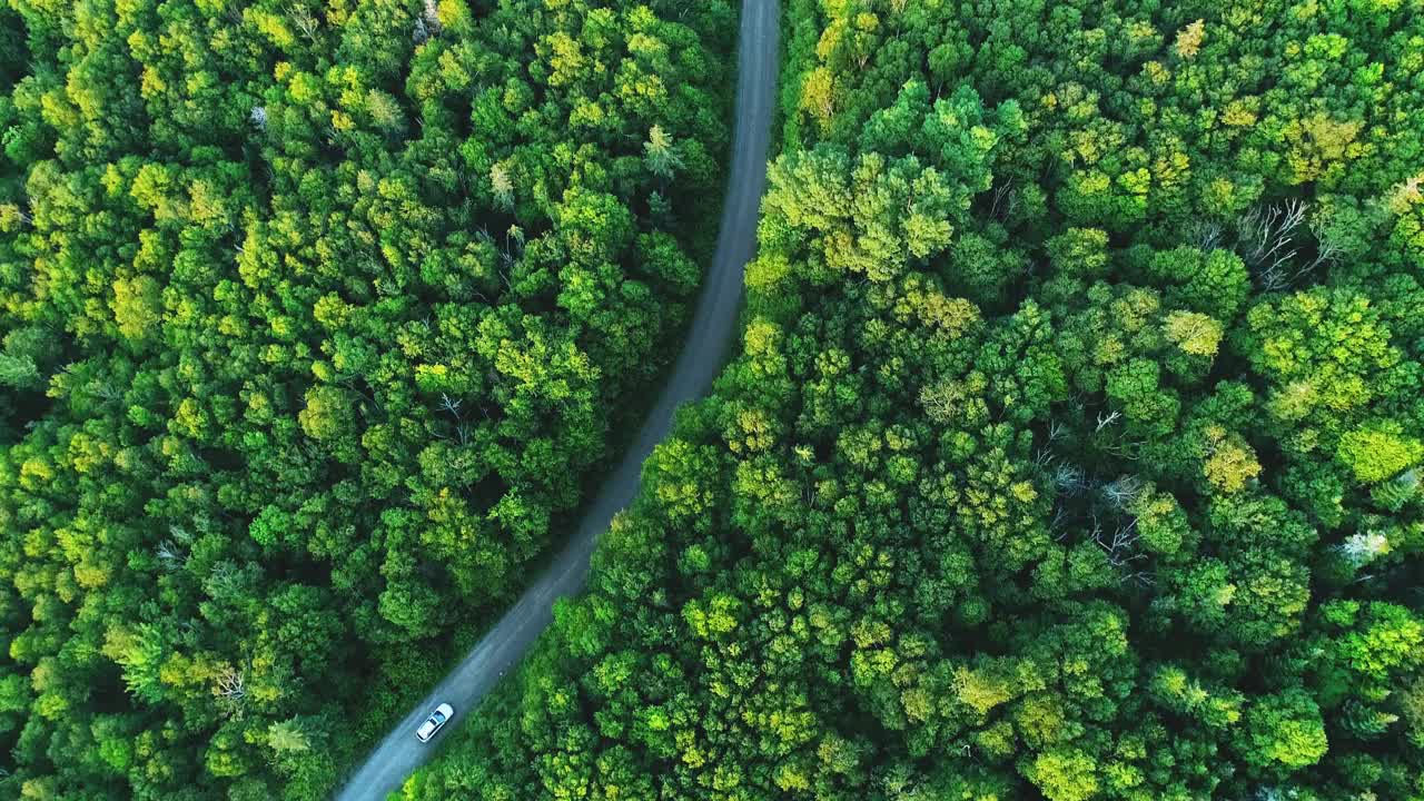 行驶在蜿蜒的森林道路上