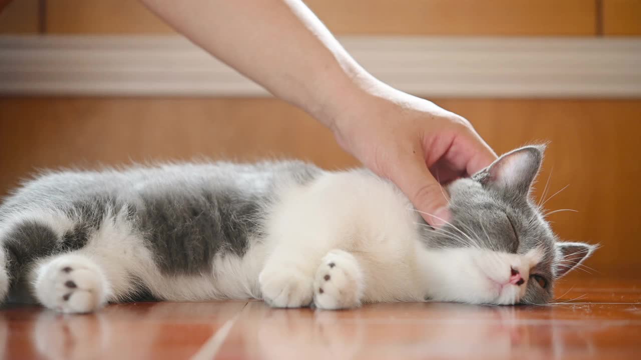 男人轻轻地抚摸着一只可爱的英国短毛猫的头