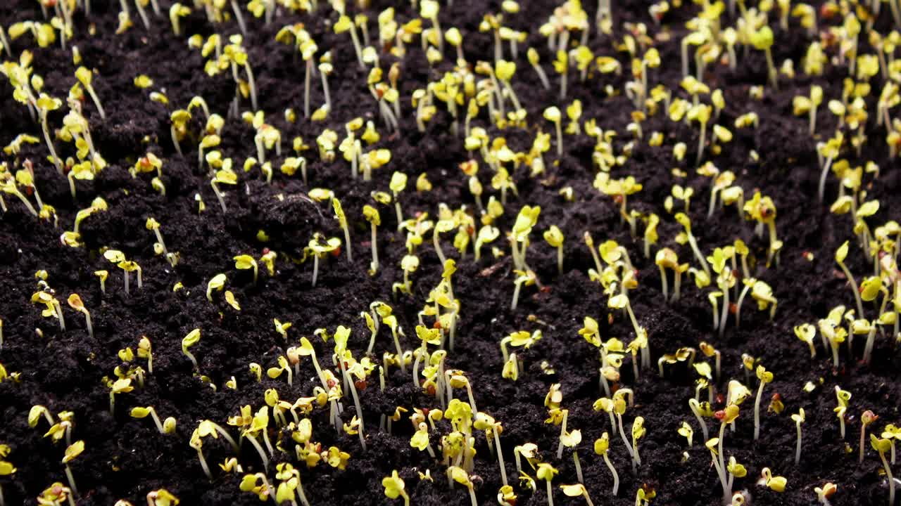 植物生長在春天的時間流逝，4k概念的生命起源。溫室農(nóng)業(yè)中新生西洋菜沙拉的種子發(fā)芽