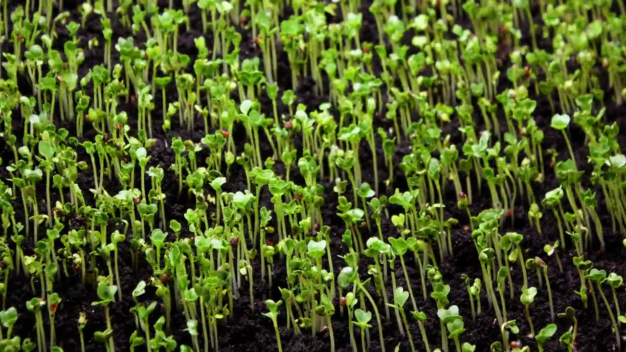 詳情圖-植物生長在春天的時間流逝，4k概念的生命起源。溫室農(nóng)業(yè)中新生西洋菜沙拉的種子發(fā)芽