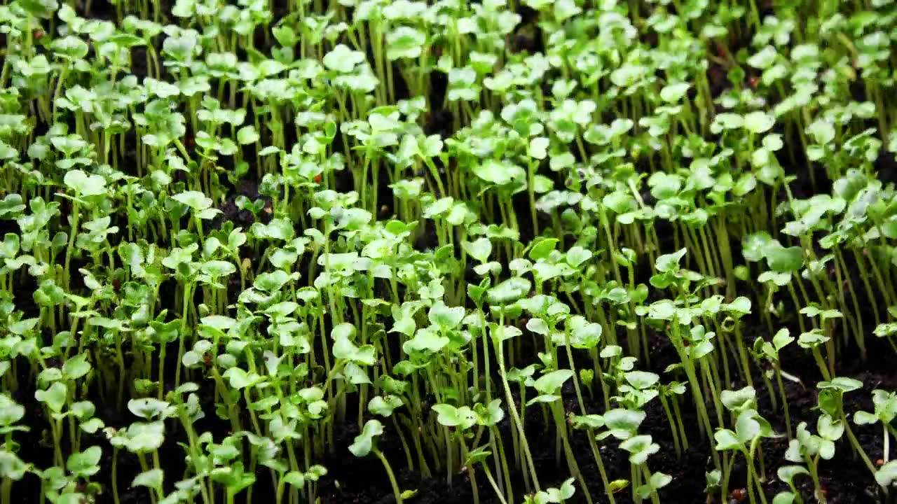 詳情圖-植物生長在春天的時間流逝，4k概念的生命起源。溫室農(nóng)業(yè)中新生西洋菜沙拉的種子發(fā)芽