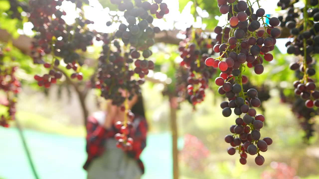 詳情圖-陽光明媚的日子里，4K年輕的亞洲女子在懸掛的葡萄藤園里觀察葡萄植株。