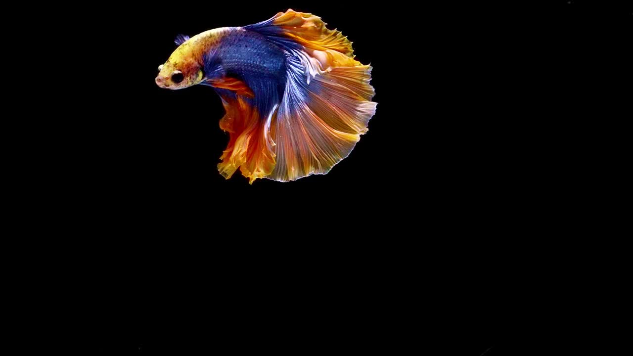 暹羅斗魚