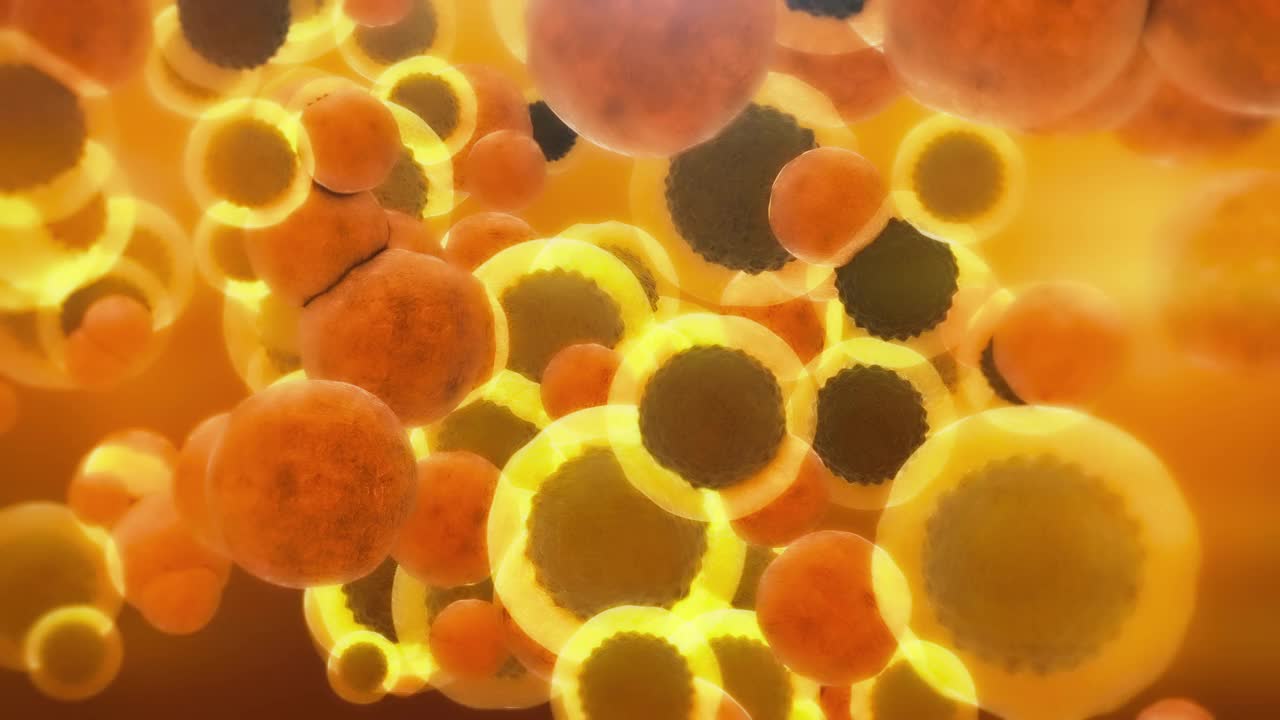 脂肪细胞
