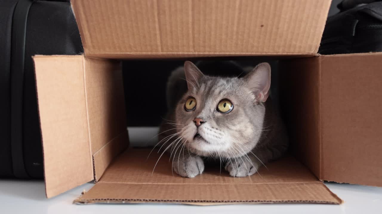 好奇的小猫在纸箱里，在外面玩着红球。