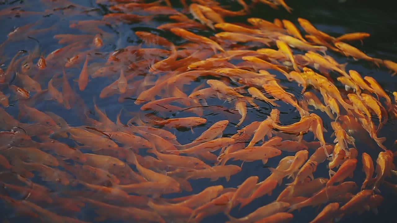 慢动作鲫鱼在水中游动