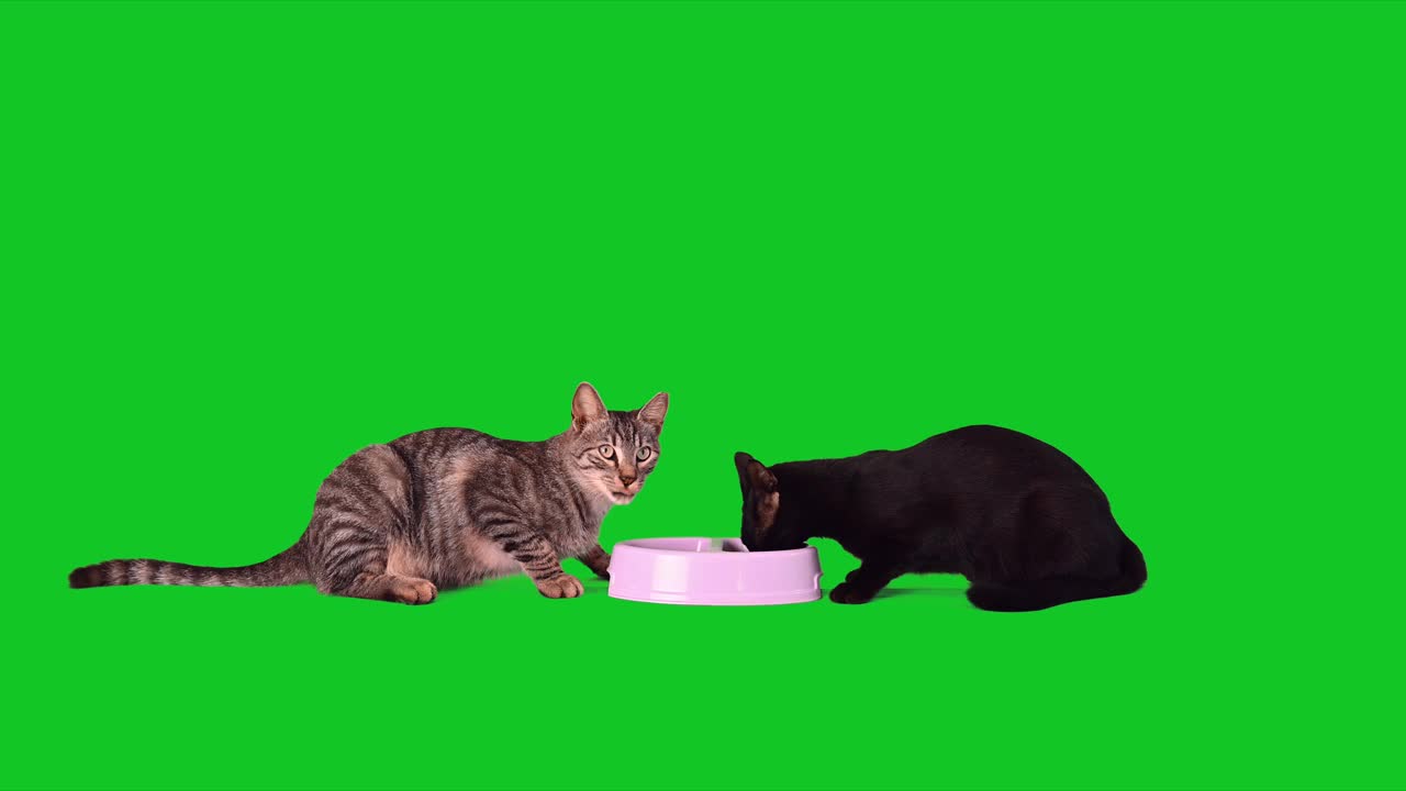 两只猫在绿色屏幕上吃猫食