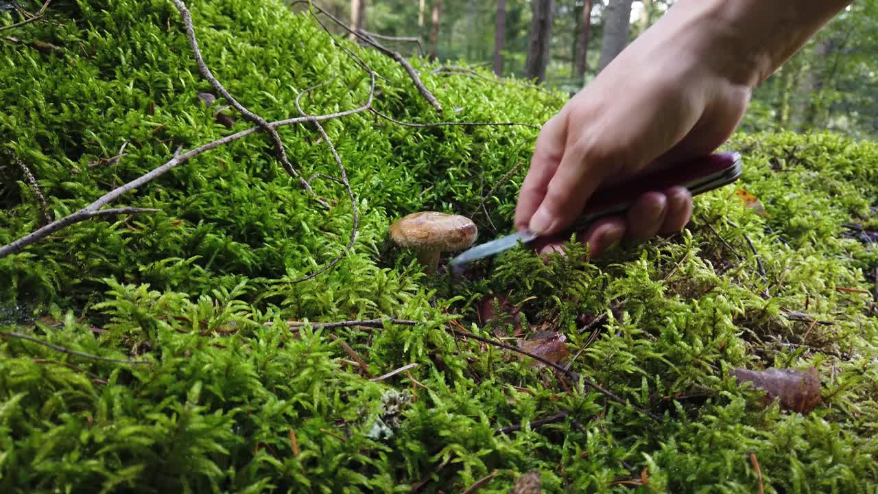 在绿色森林里采野蘑菇的女人