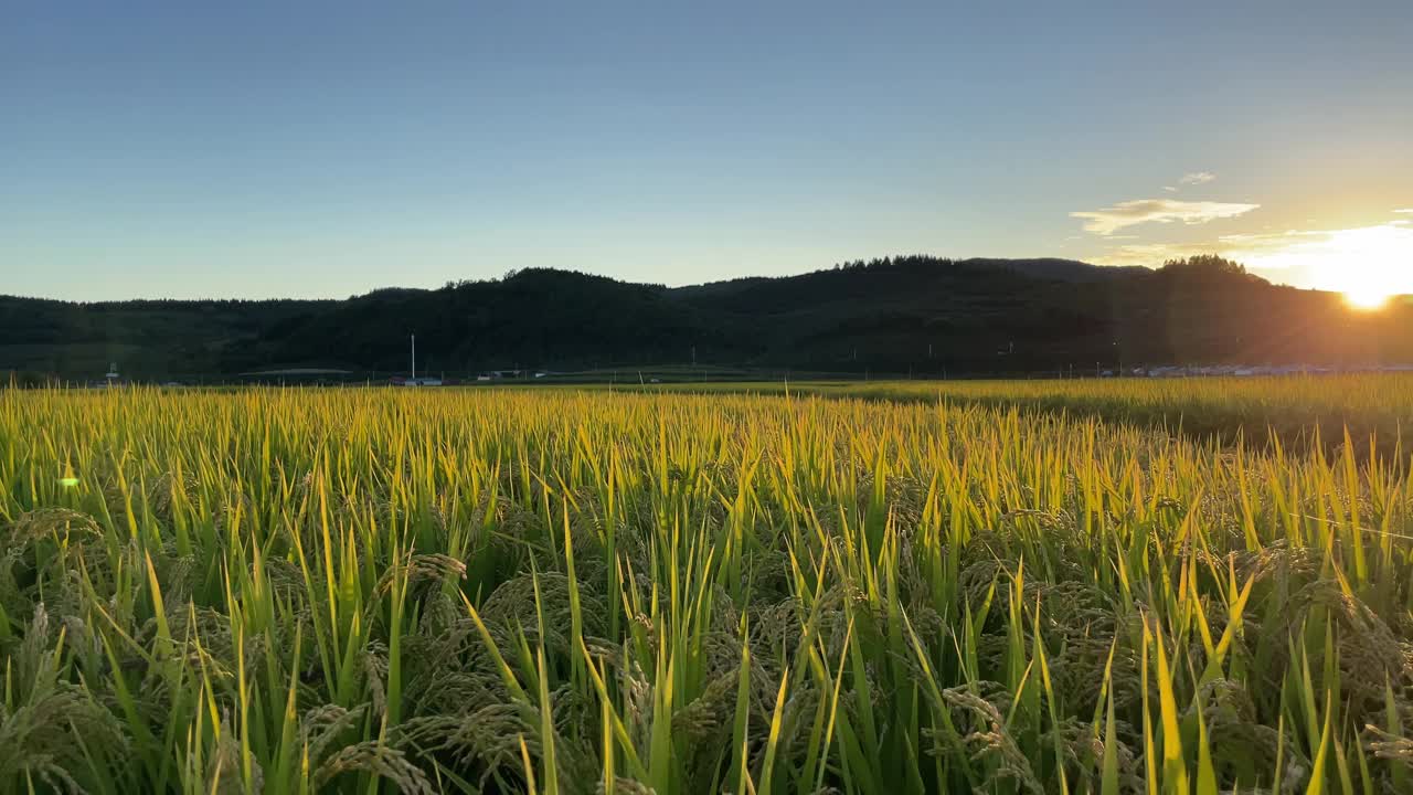 水稻。農(nóng)業(yè)領(lǐng)域