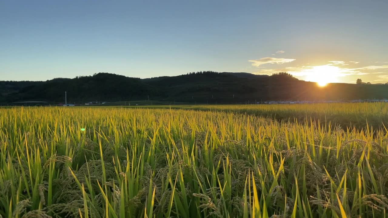 詳情圖-水稻。農(nóng)業(yè)領(lǐng)域