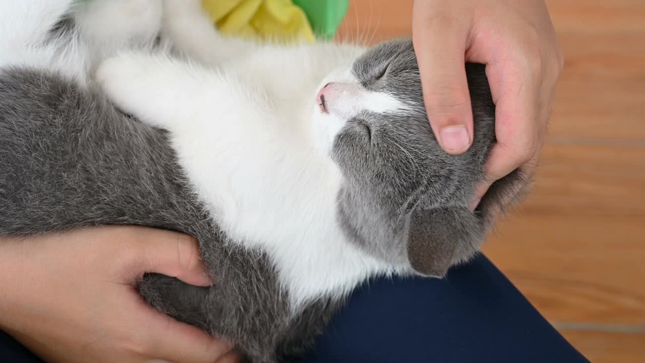 一个孩子轻轻地抚摸着一只可爱的英国短毛猫的头