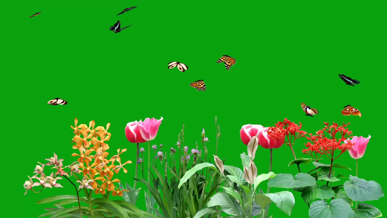 在绿色屏风背景下的花园里飞舞的蝴蝶