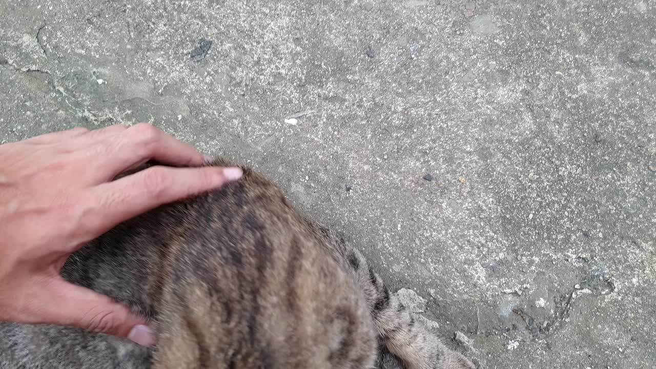 手抚摸一只流浪猫