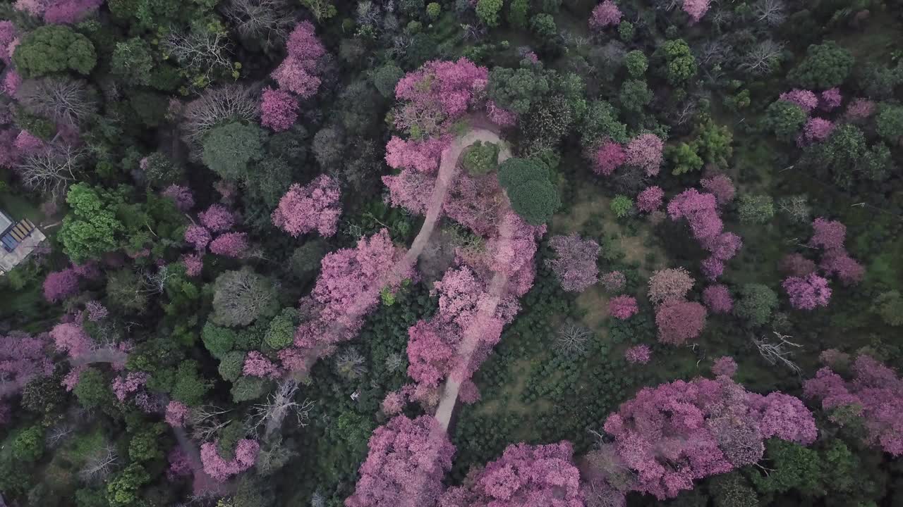 无人机在泰国清迈拍摄粉色樱花盛开的土路