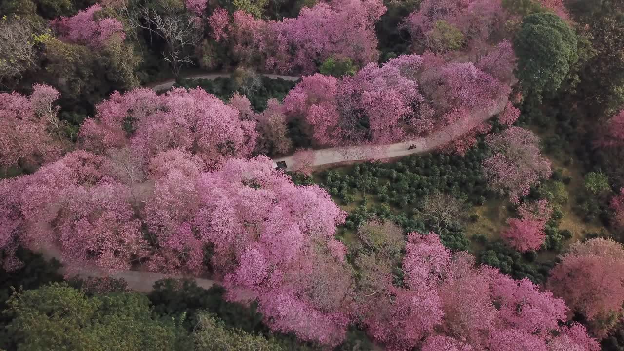 无人机在泰国清迈拍摄粉色樱花盛开的土路