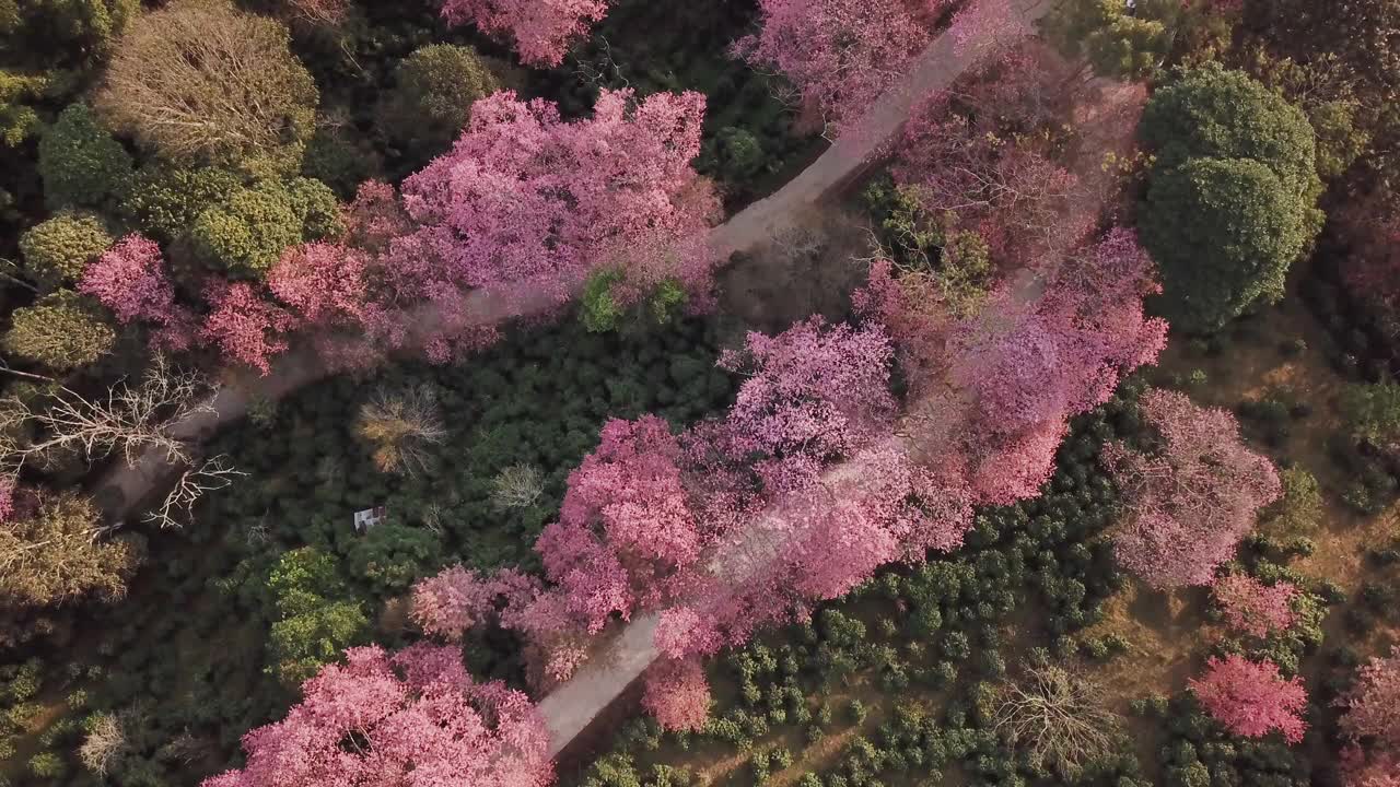 无人机在泰国清迈拍摄粉色樱花盛开的土路