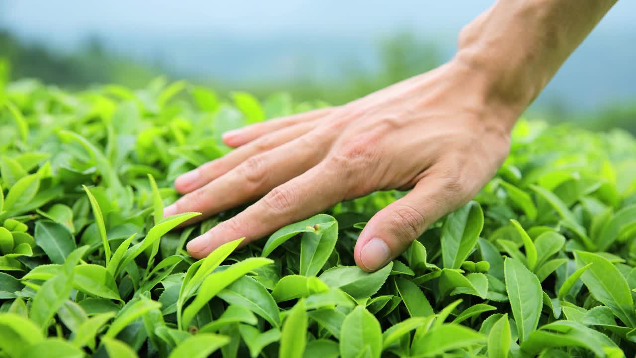 手摸茶叶
