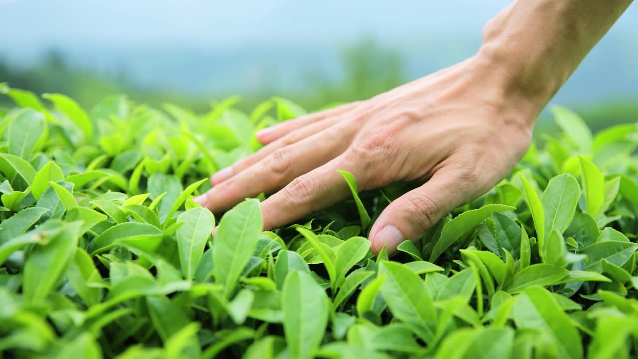 詳情圖-手摸茶葉