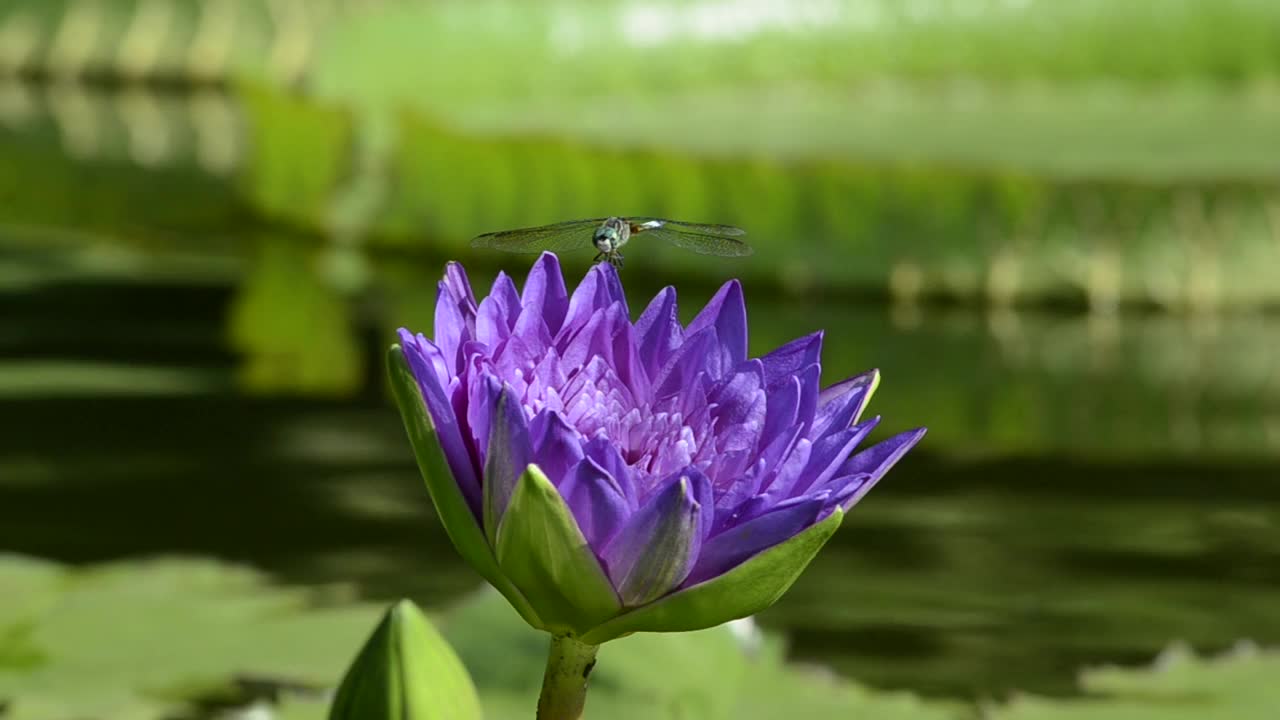 紫色的花，以蜻蜓和百合花瓣为背景