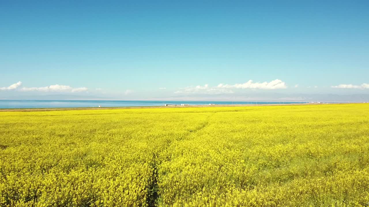 中国青海油菜花田