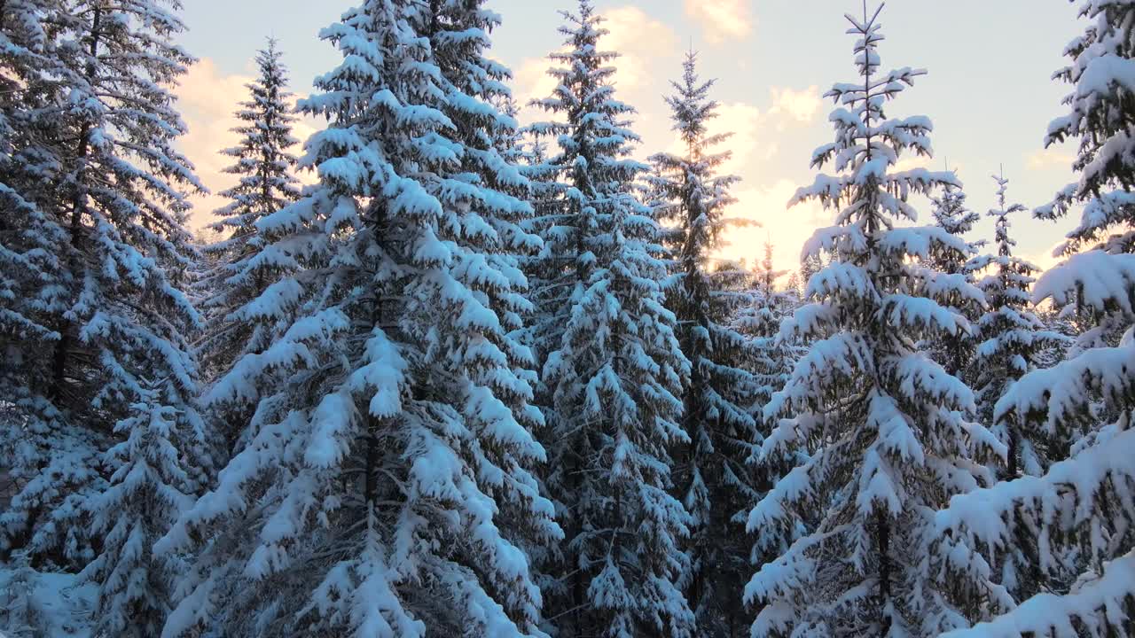 空中冬季景观与松树的雪覆盖森林在寒冷的山在日出。