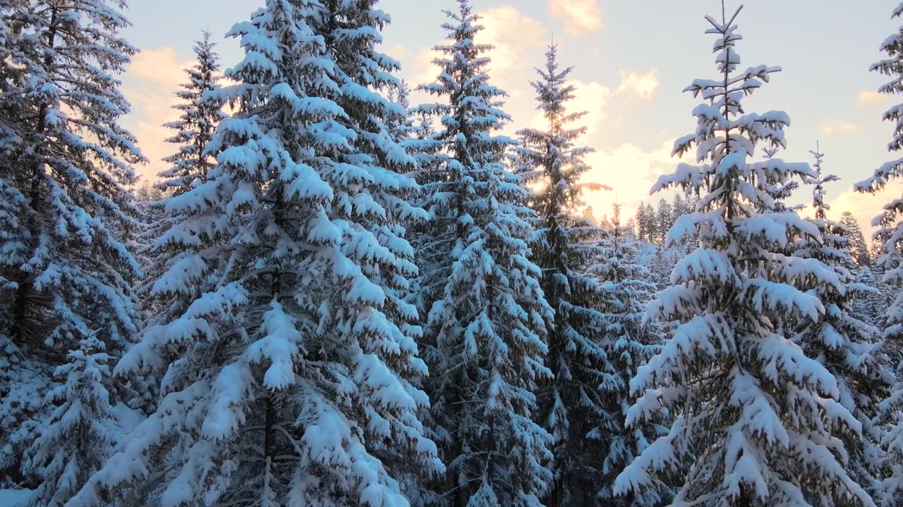詳情圖-空中冬季景觀與松樹的雪覆蓋森林在寒冷的山在日出。