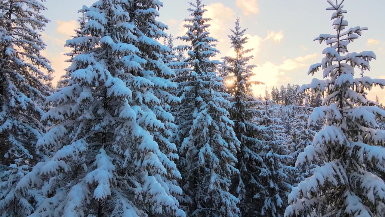 詳情圖-空中冬季景觀與松樹的雪覆蓋森林在寒冷的山在日出。