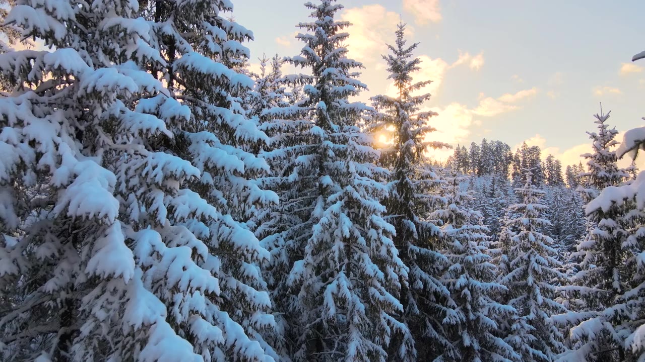 詳情圖-空中冬季景觀與松樹的雪覆蓋森林在寒冷的山在日出。