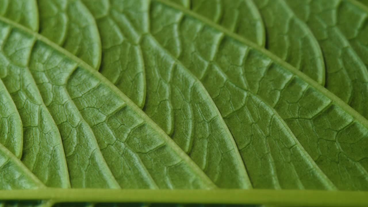 叶片表面的细胞结构视图显示植物细胞的教育。叶子在微距拍摄背景。植物或树的明亮的绿色叶子与纹理和图案接近。