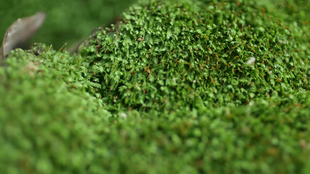 在雨季自然生长的绿色小苔藓。关闭绿色背景。宏观的自然背景。