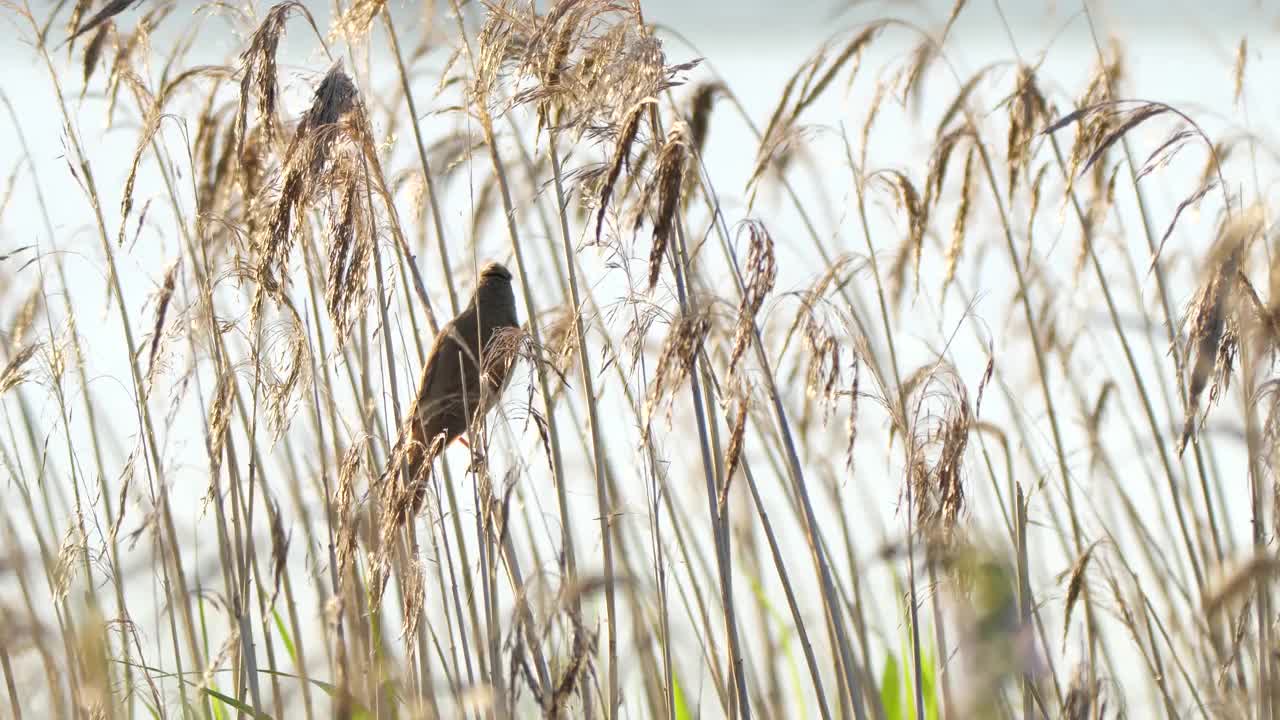 6月在白俄罗斯唱歌的大苇莺(阿鲁丁雀)