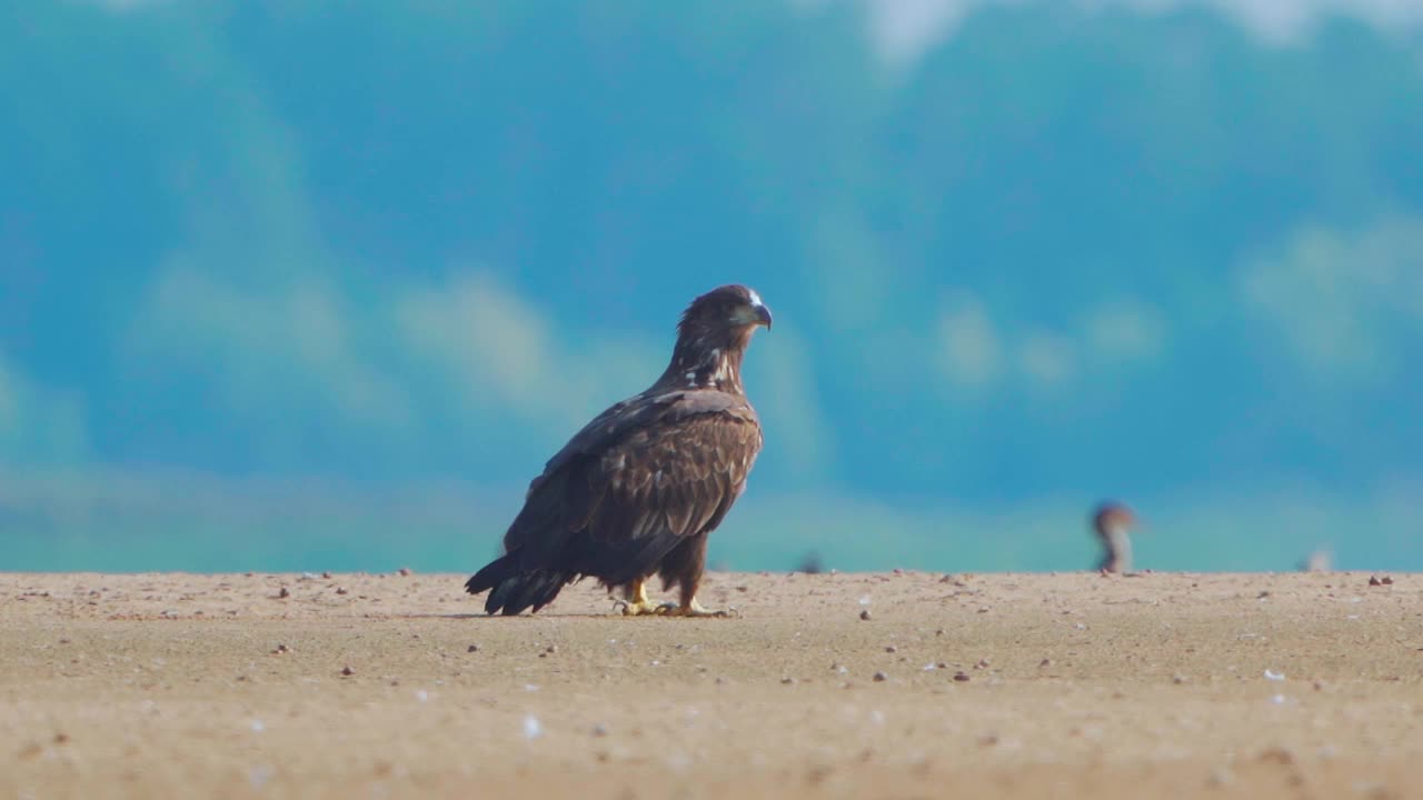 鸟-白尾海鹰(halaeetus albicilla)在阳光明媚的秋天飞行。小鸟起飞并开始飞翔。