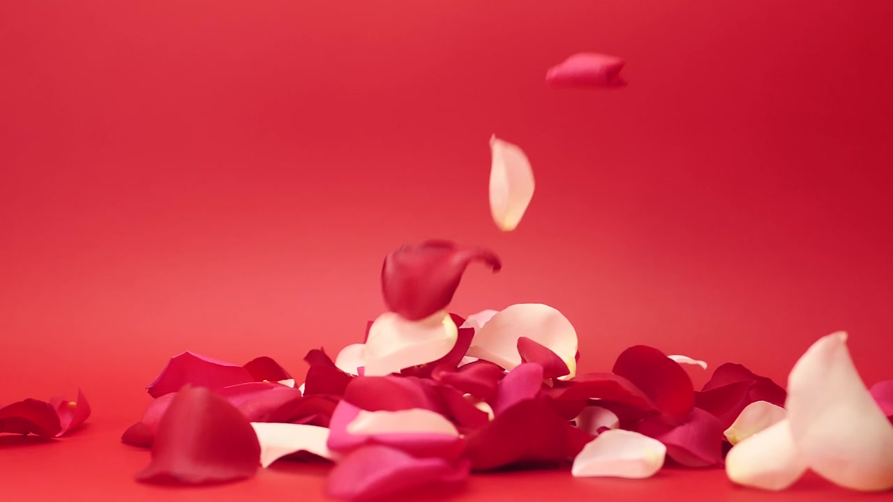 詳情圖-玫瑰花瓣