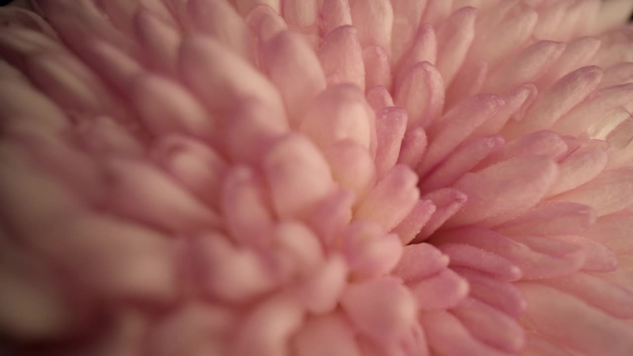 粉紅色的菊花