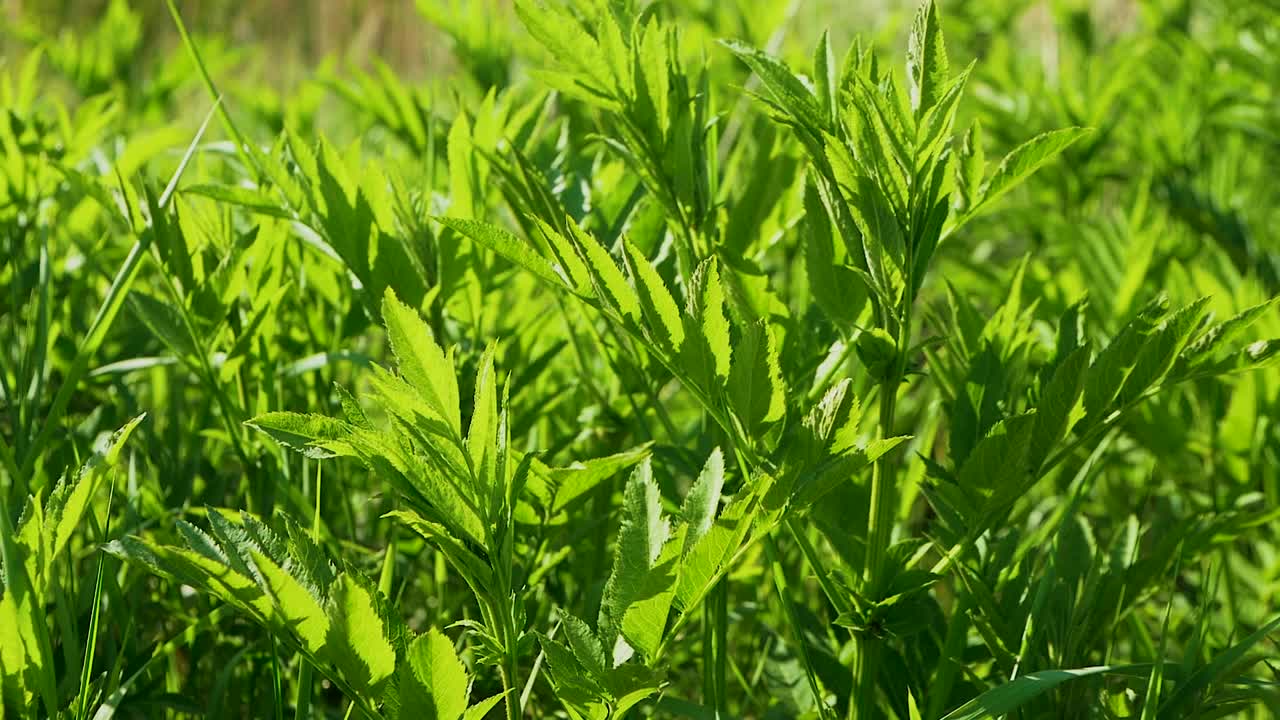 接骨木叶子，开花的接骨木浆果，春天接骨木浆果叶子。