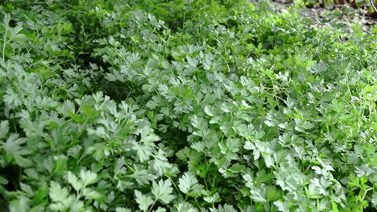 走近花园中绿色的欧芹叶种植园。绿色植物在风中摇摆。有选择性的重点。