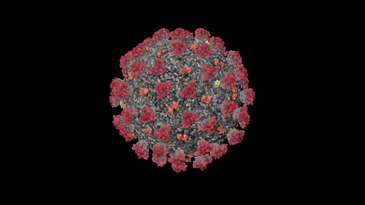 新冠病毒(COVID-19) 3D动画概念- v1 (SARS-CoV-2)