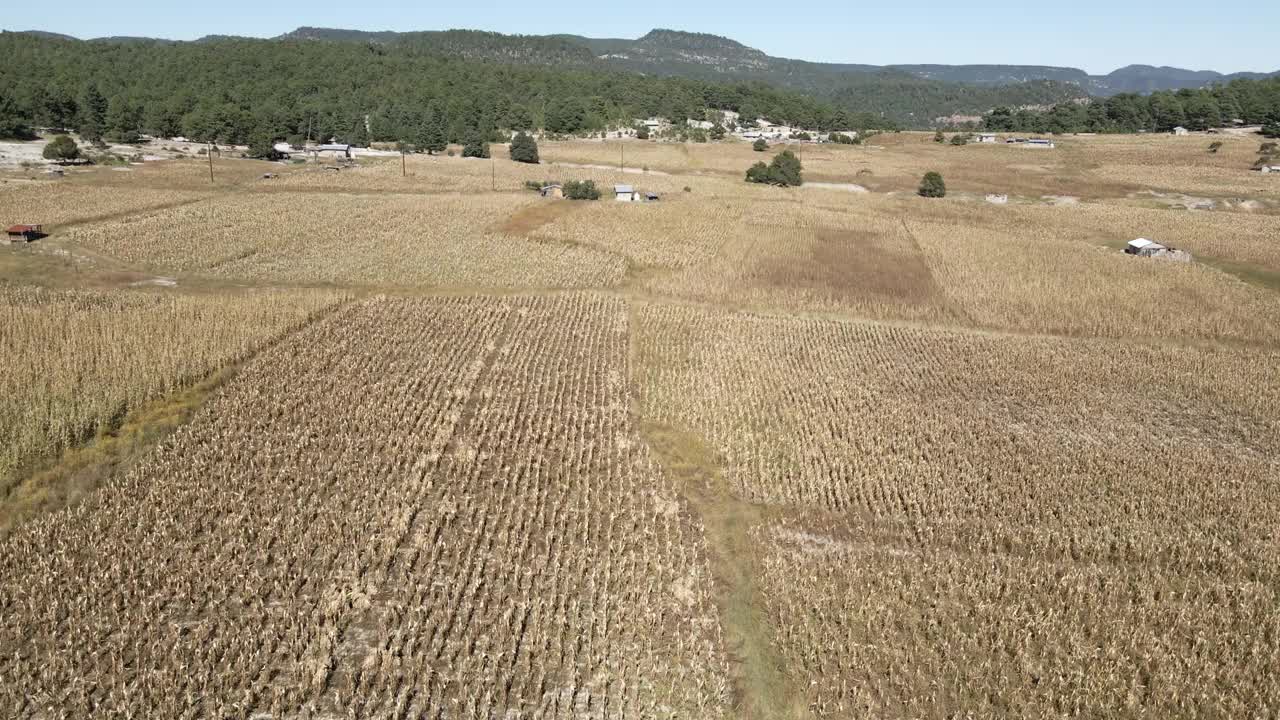 墨西哥奇瓦瓦州马德雷斯山脉的玉米田受到干旱的严重打击