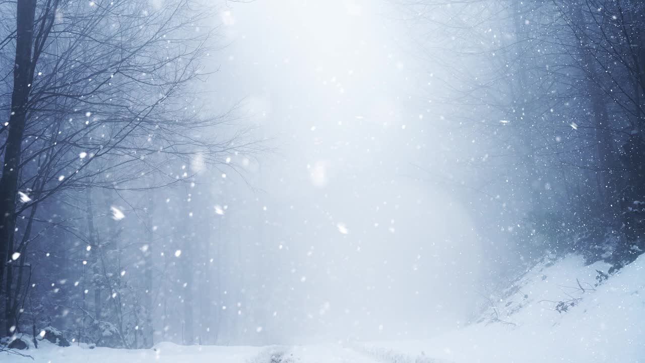4k视频冬季森林与飘落的雪。新年圣诞节背景。
