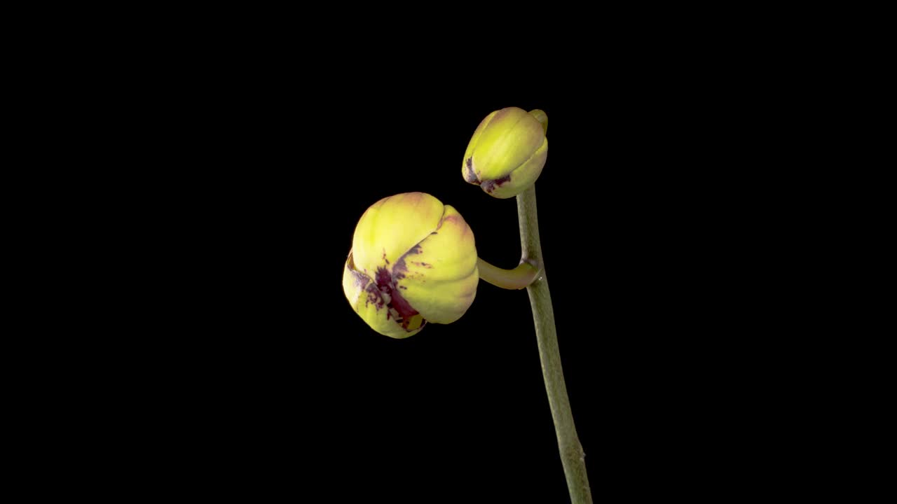 开花黄-品红蝴蝶兰花