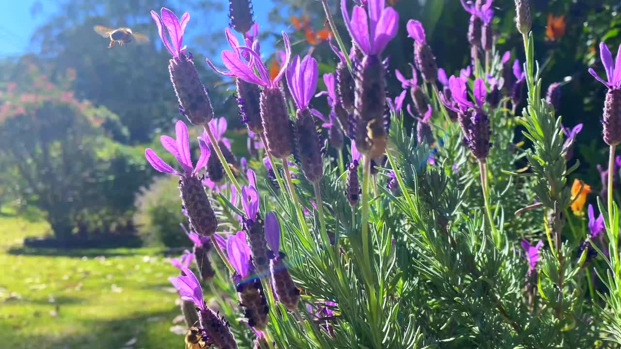 蜜蜂在薰衣草花園收集花粉