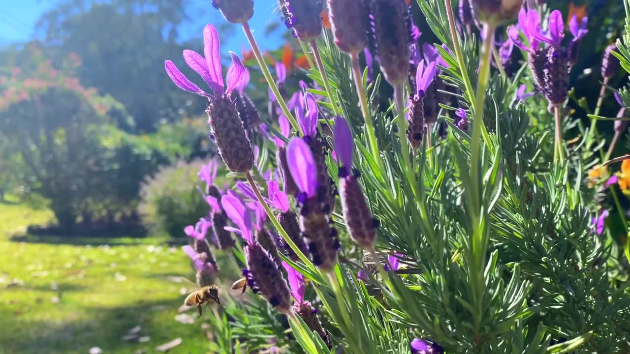 詳情圖-蜜蜂在薰衣草花園收集花粉