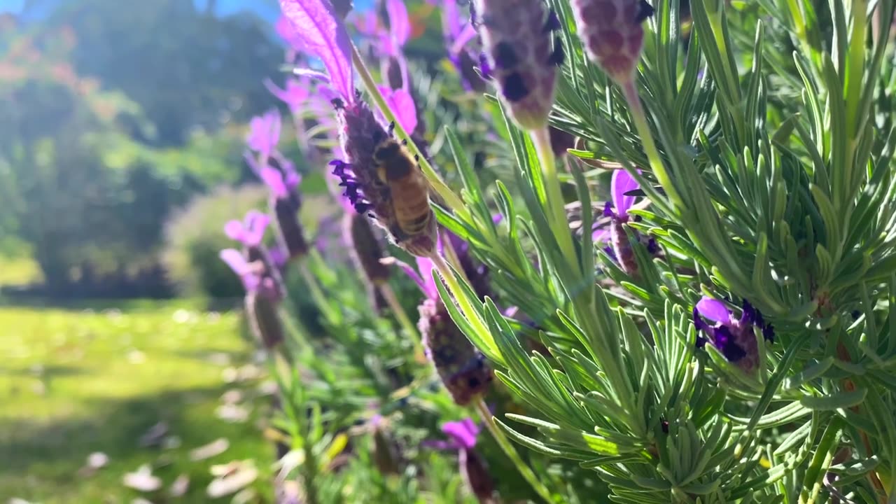 詳情圖-蜜蜂在薰衣草花園收集花粉