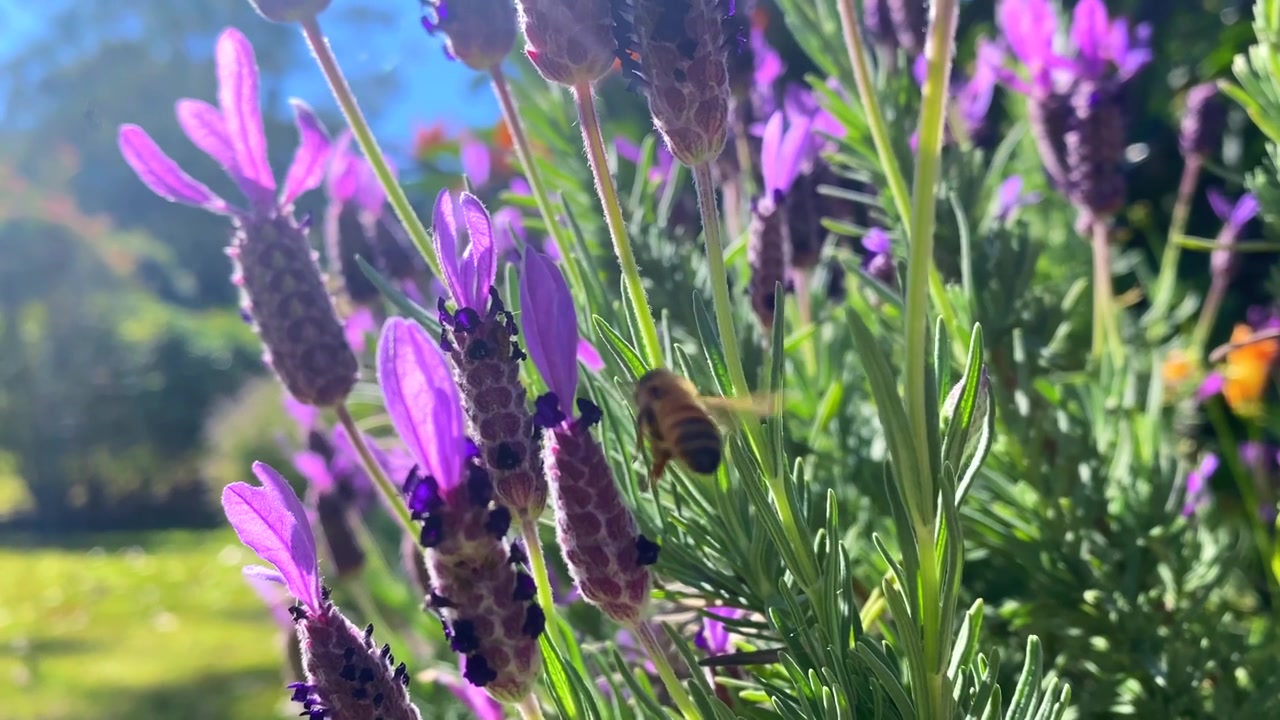 詳情圖-蜜蜂在薰衣草花園收集花粉