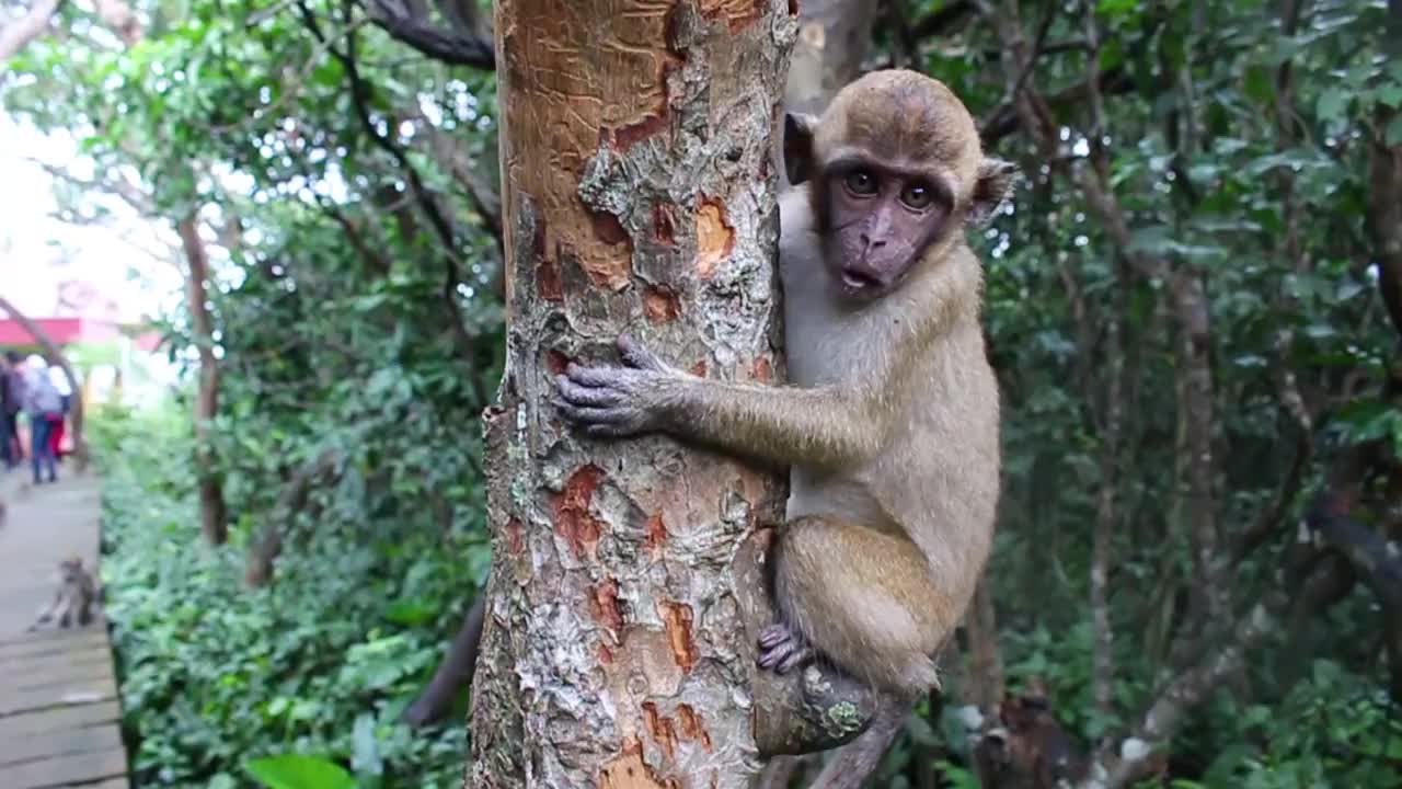 猴子生活在印度尼西亚南加里曼丹岛肯邦岛的天然森林中