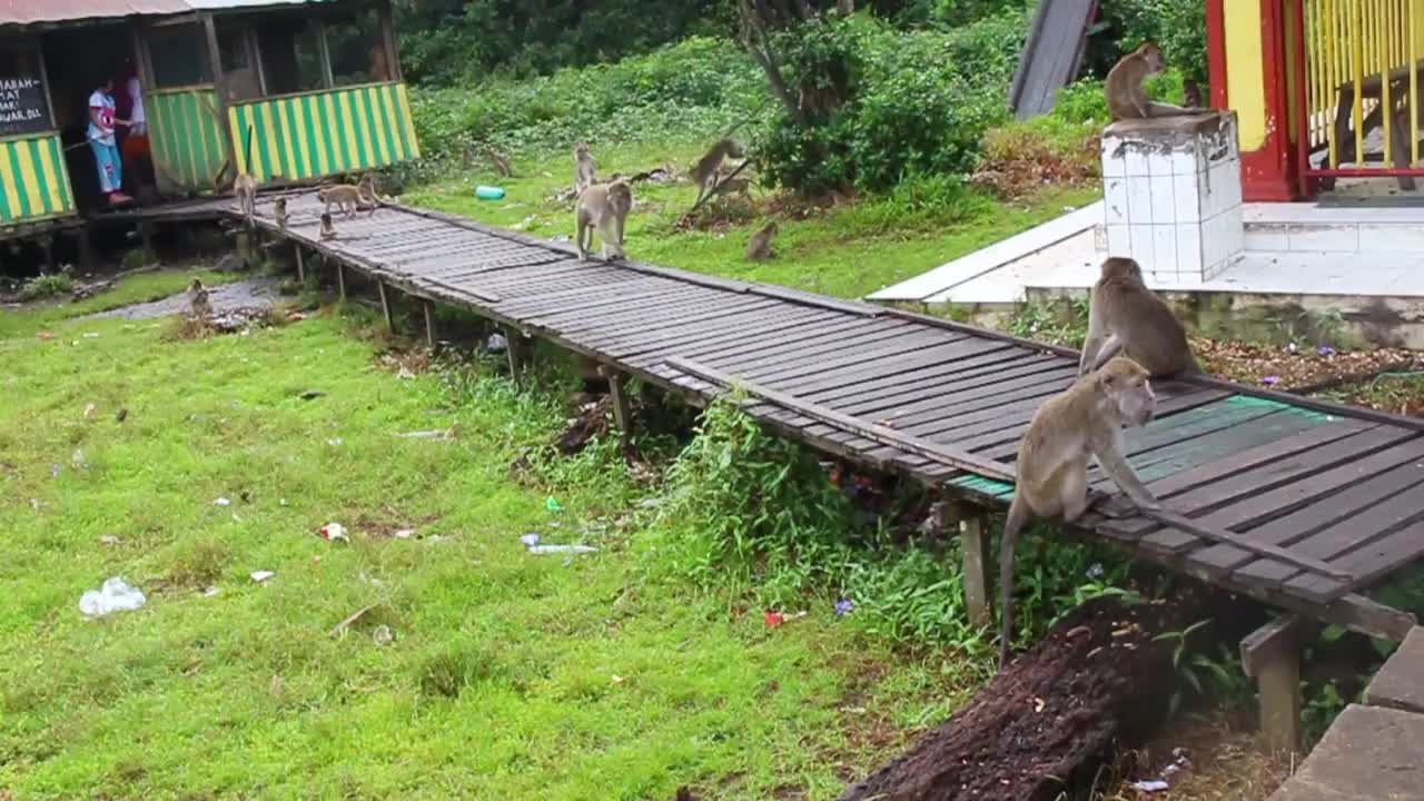 猴子生活在印度尼西亚南加里曼丹岛肯邦岛的天然森林中