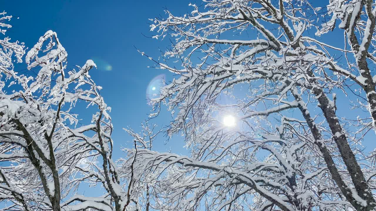明亮的冬日阳光照在田园诗般的森林的白雪覆盖的树梢上