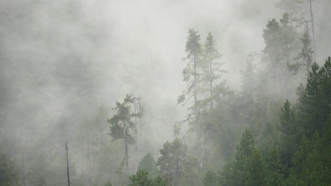 清晨四千山起雾，雾树，西藏波密县。