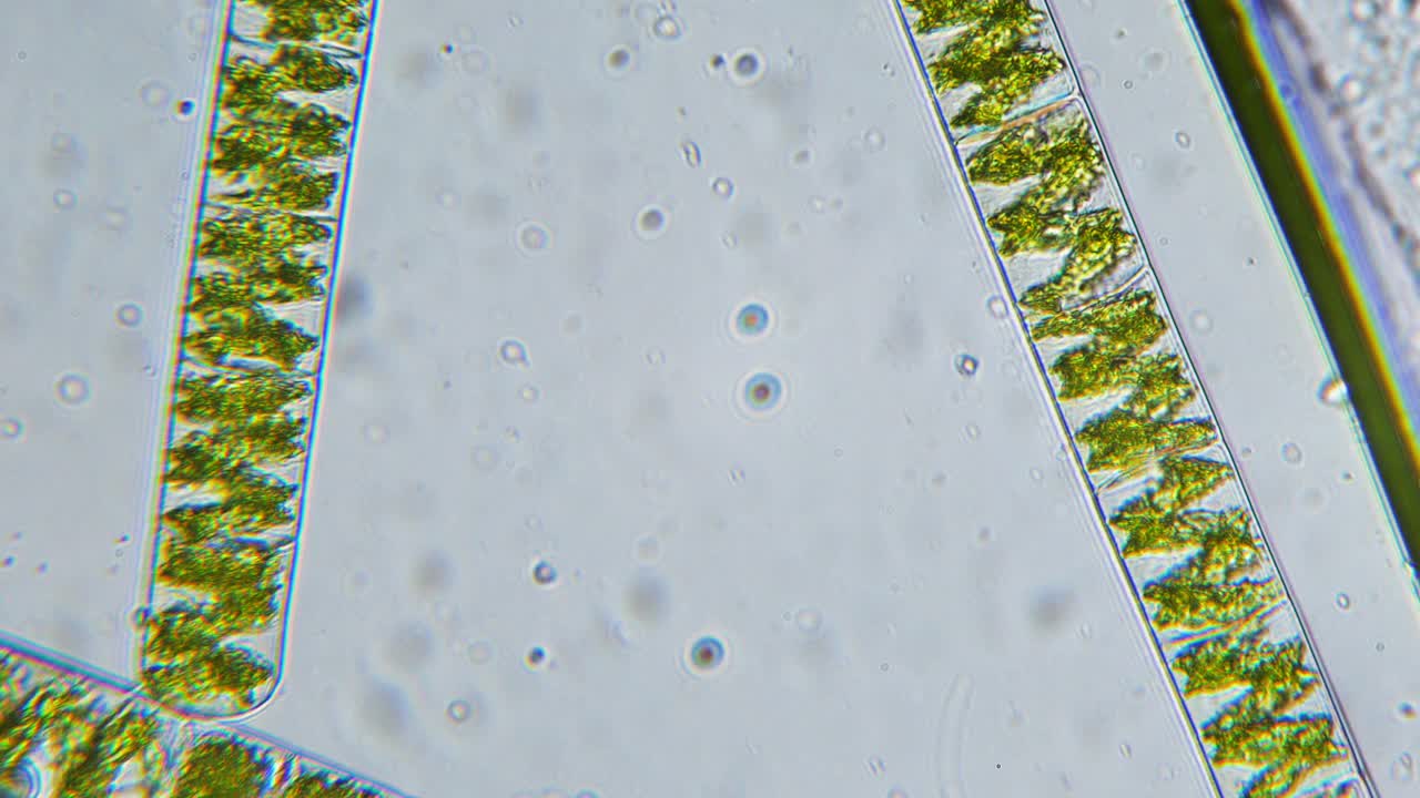 微藻密集的气体交换过程。显微镜下的植物细胞，内容物，细胞器和叶绿体的特写。空气泡沫。在干净的淡水中的活微生物。